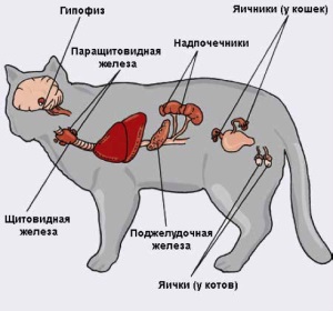Hormonal (endocrine) boli la câini și pisici (boli endocrine) Hormonale (endocrine), boli la câini și pisici