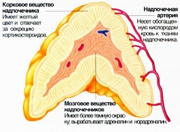 Hormonal (endocrine) boli la câini și pisici (boli endocrine) Hormonale (endocrine), boli la câini și pisici