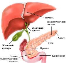 Hormonal (endocrine) boli la câini și pisici (boala) Hormonale (endocrine), boli la câini și pisici