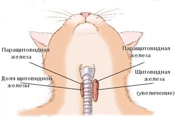 Hormonal (endocrine) boli la câini și pisici (boala) Hormonale (endocrine), boli la câini și pisici