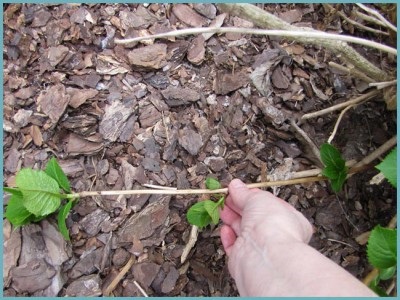 Hortensie cum de a asigura zona de vară veșnică