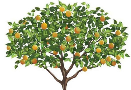 Interesant ghicitoare despre un copac (puzzle-uri) Interesant ghicitoare despre un copac