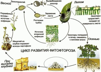 Cum să se ocupe cu Phytophtora în cartofi (măsuri preventive) Cum să se ocupe cu Phytophtora în cartofi