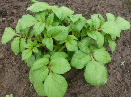 Cum să se ocupe cu Phytophtora la cartofi (dezbatere) Cum să se ocupe cu Phytophtora în cartofi