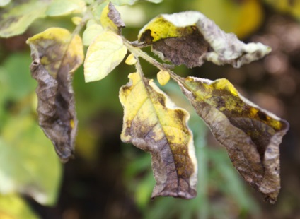 Cum să se ocupe cu Phytophtora la cartofi (cartofi) Cum să se ocupe cu Phytophtora în cartofi