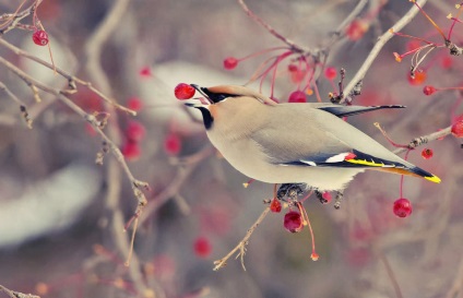 Cum să fotografiați păsări din fauna sălbatică (păsări) Cum să fotografiați păsări în sălbăticie