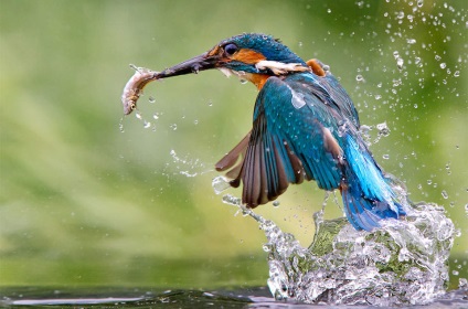 Cum să fotografiați păsări în sălbăticie (natura) Cum să fotografiați păsări în sălbăticie