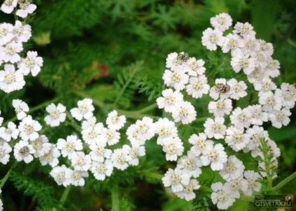 Ce fel de flori sunt plantate în toamna în țară să înflorească în primăvara și vara