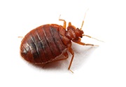 Ca bug-uri transferate (gândaci) Ca ploșnițe transferate