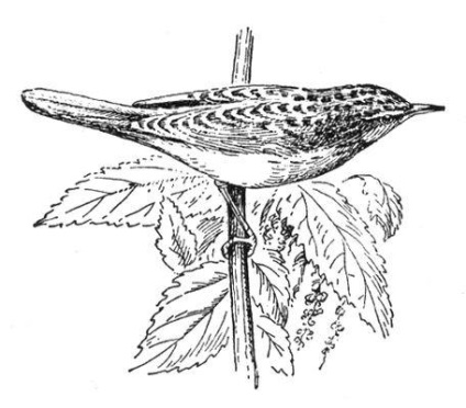 Cântați greieri (greieri) Ca greierii cântă