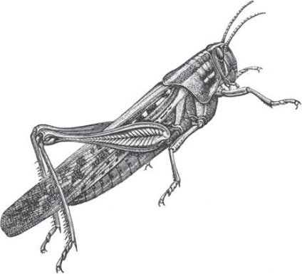 Sing greierii (cântând) Ca greierii cântă