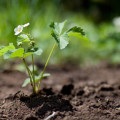 Cum să planteze și să aibă grijă de căpșuni, sectorul agricol