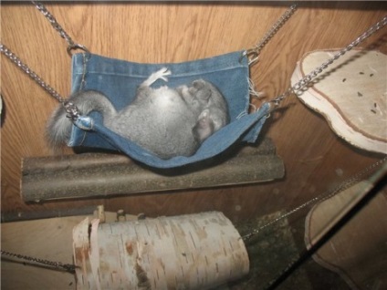 Cum sa faci un hamac pentru Chinchilla (sinsila) Cum sa faci un hamac pentru chinchilla