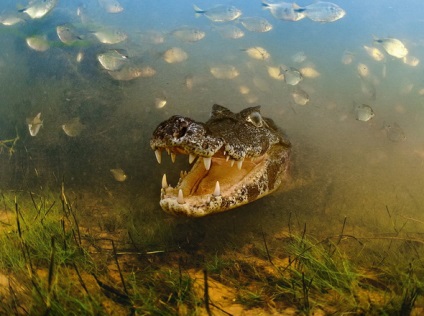 Cum de a face fotografii în mod corect călătorie, călător rucsac (de fotografiere) Cum de a face fotografii corect călătorie, călător rucsac