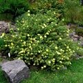 Kalina buldenezh în fotografii de proiectare peisaj, plantare, îngrijire (de plantare) Kalina buldenezh fotografie peisaj de proiectare, plantare, îngrijire