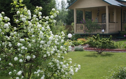 Kalina buldenezh în fotografii de proiectare peisaj, plantare, îngrijire (Viburnum) Kalina buldenezh fotografie peisaj de proiectare, plantare, îngrijire