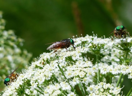 De ce vis de insecte, sonmir