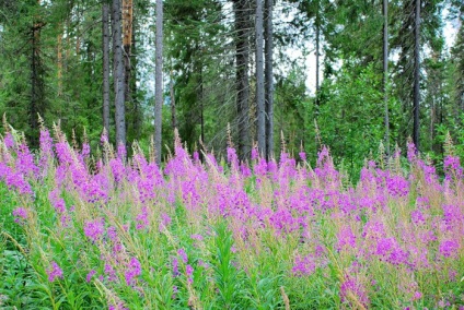 Fireweed sau salcie-planta angustifolia, suburbiile de miere