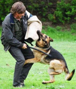 Vikingii Club sportiv serviciu-dog (Club) Vikingii sport Club servicii de câine