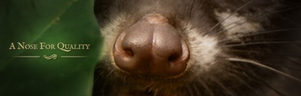 Luwak de cafea - ceea ce Luwak Kopi (descriere) Luwak de cafea - ceea ce Luwak Kopi