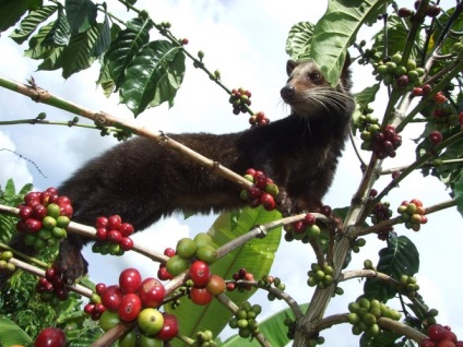 Luwak de cafea - ceea ce Luwak Kopi (descriere) Luwak de cafea - ceea ce Luwak Kopi