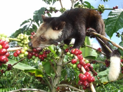 Luwak de cafea - ceea ce Luwak Kopi (Luwak) Luwak de cafea - ceea ce Luwak Kopi