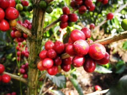 Luwak de cafea - ceea ce Luwak Kopi (aproximativ Luwak de cafea) Luwak de cafea - ceea ce Luwak Kopi