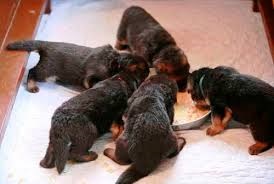 Hrănirea catelus (pup) hrănire catelului