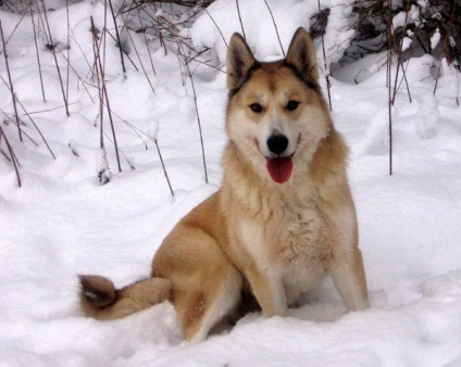Hrănirea West Siberian Huskies fotografii, ce și cât de des pentru a alimenta Vest Husky Siberian Ce (foto) Hrănirea West Siberian Huskies fotografii, ce și cât de des pentru a alimenta Vest Husky Siberian Ce