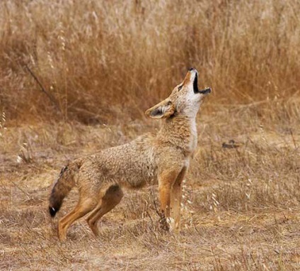 fotografii Coyote (feminin) Coyote fotografie