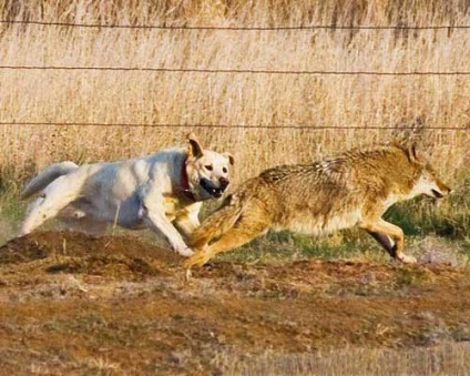 Fotografii Coyote (prădători) Coyote fotografie