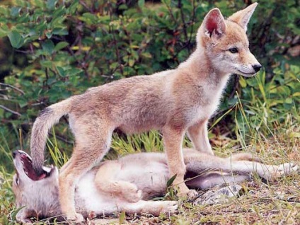 Fotografii Coyote (prădători) Coyote fotografie