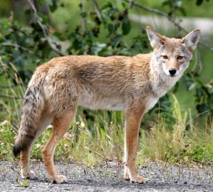 Fotografii Coyote (prădători) Coyote fotografie