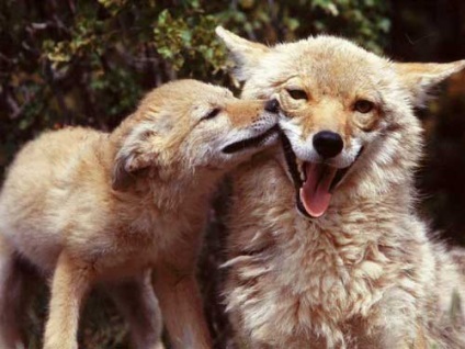 fotografii Coyote (Coyote) Coyote fotografie