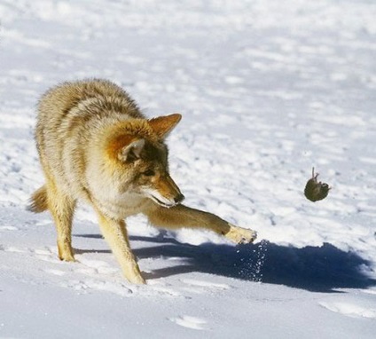 Fotografii Coyote (animale) Coyote fotografie