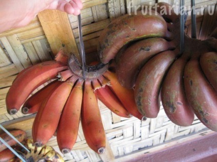 banane Red Morado (banane) banane Red Morado