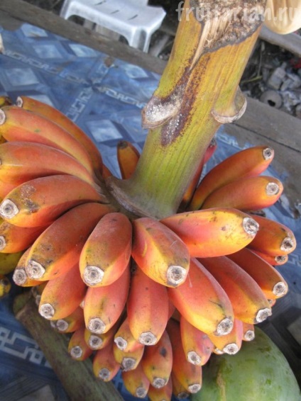 banane Red Morado (morado) banane Red Morado