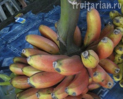 banane Red Morado (banane) banane Red Morado