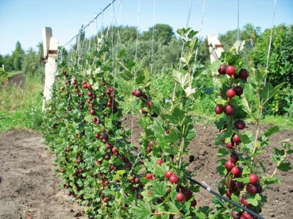Agrișe - cresc pe un spalier - Kamenka (Ball) (leasă) Agrișe - cresc pe un spalier - Kamenka (Ball)