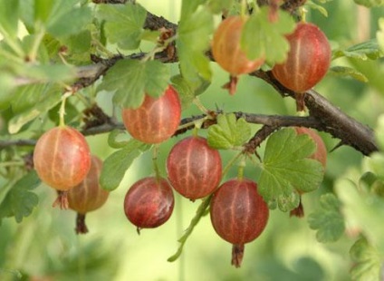 Agrișe - cresc pe un spalier - Kamenka (Ball) (cresc) Agrișe - cresc pe un spalier - Kamenka (Ball)