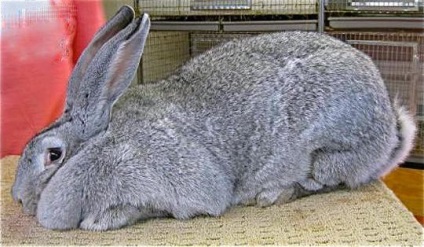 Iepure gigant gri (iepure) Rabbit Gray gigant