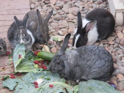 Iepure gri gigant (gri gigant Rabbit) Rabbit Gray gigant
