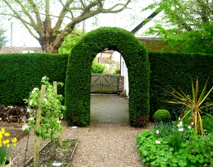 Amenajare a teritoriului (plante Hedges) Amenajare a teritoriului