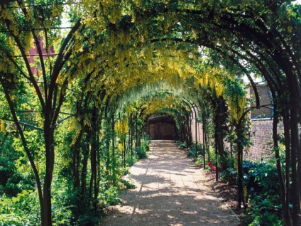 Amenajare a teritoriului (plante Hedges) Amenajare a teritoriului
