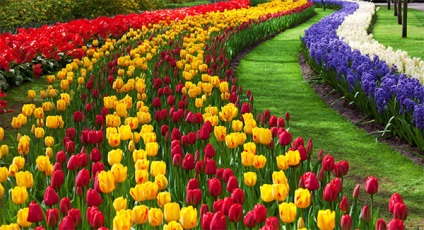 Olandeză de amenajare a teritoriului Garden (Dutch) Amenajare a teritoriului grădina olandeză