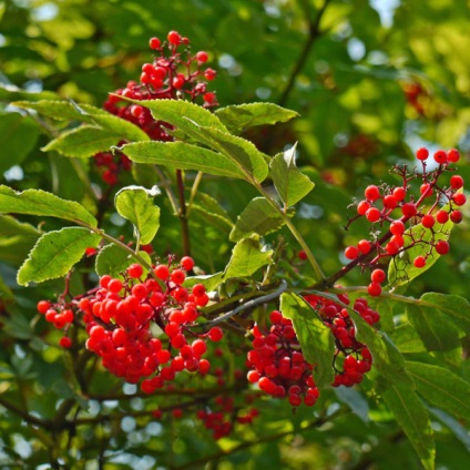 Proprietăți medicinale de elderberry roșu, contraindicații utilizarea plantelor (proprietăți) Proprietăți medicinale socului roșu, contraindicații pentru utilizarea plantelor