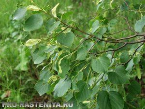 Linden (Tilia) (utilizare) Linden (Tilia)