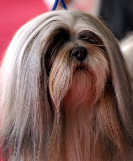 Lhasa Apso (Apso lhasa) (Lasa) Lhasa Apso (Lhasa Apso)