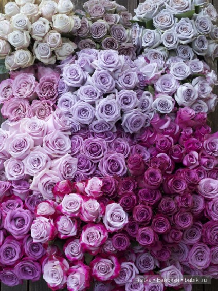 Magic culoare - trandafiri de cenușă (rochie de culoare & quot; cenușă a crescut & quot;) Magic Color - Ash Rose