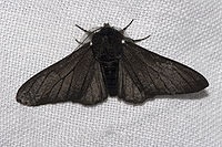 Melanism - aceasta (culoare maro de tegument) Melanism - l